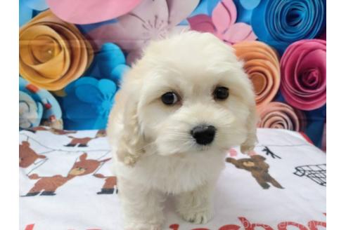 成約済の北海道のミックス犬-367623の4枚目