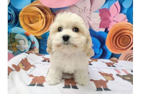 成約済の北海道のミックス犬-367623の5枚目