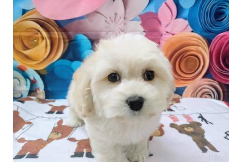 成約済の北海道のミックス犬-367623の3枚目