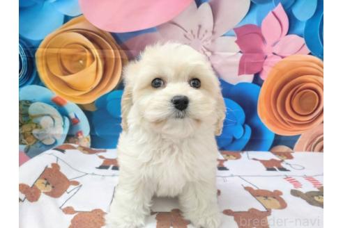 成約済の北海道のミックス犬-367623の2枚目