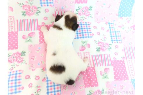 成約済の千葉県のパピヨン-370428の30枚目