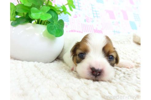 成約済の千葉県のパピヨン-370433の8枚目