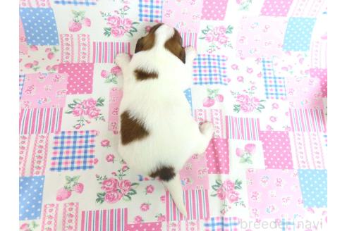 成約済の千葉県のパピヨン-370445の21枚目