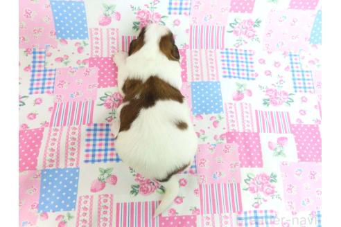 成約済の千葉県のパピヨン-370447の25枚目