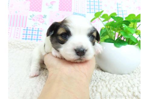 成約済の千葉県のパピヨン-370453の12枚目