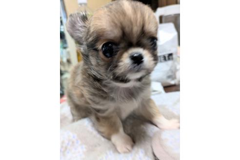成約済の埼玉県のチワワ(ロングコート)-370460の4枚目
