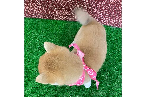 成約済の神奈川県の豆柴-370363の2枚目