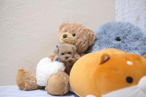 成約済の滋賀県のトイプードル-370462の4枚目