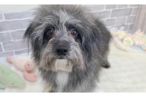 成約済の東京都のミックス犬-313006の8枚目