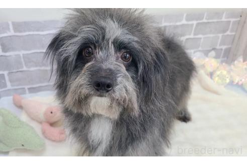 成約済の東京都のミックス犬-313006の7枚目