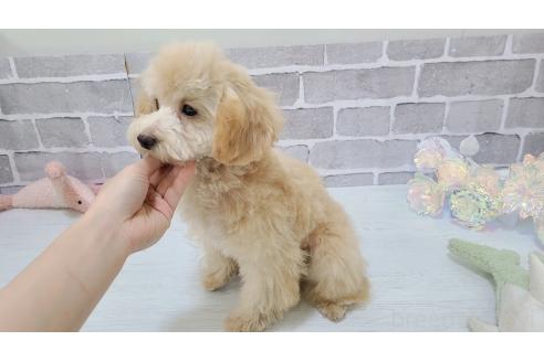 成約済の東京都のミックス犬-342589の13枚目