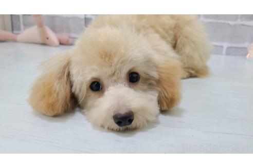 成約済の東京都のミックス犬-342589の11枚目