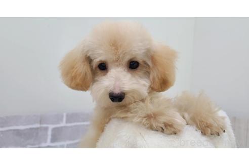 成約済の東京都のミックス犬-342589の12枚目