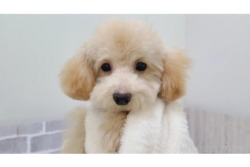 成約済の東京都のミックス犬-342589の10枚目