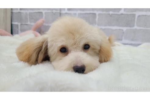 成約済の東京都のミックス犬-342589の9枚目
