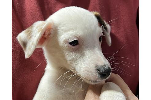 成約済の千葉県のジャックラッセルテリア-366703の4枚目