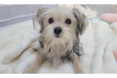 販売中の東京都のミックス犬-351061の16枚目