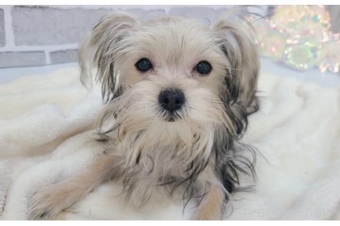 販売中の東京都のミックス犬-351061の15枚目