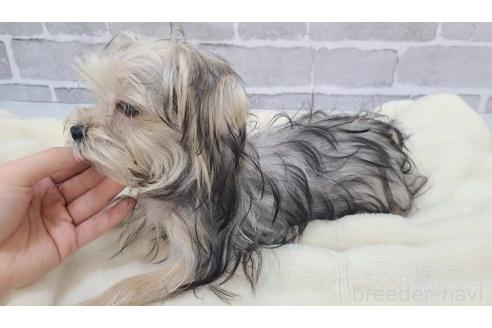 販売中の東京都のミックス犬-351061の14枚目