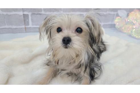 販売中の東京都のミックス犬-351061の13枚目