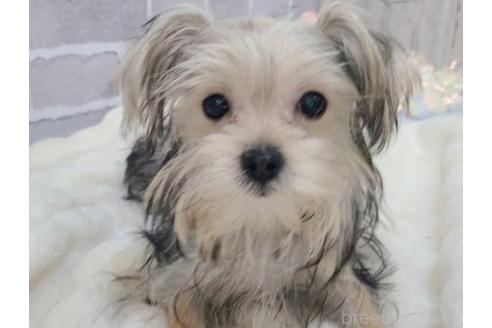 販売中の東京都のミックス犬-351061の12枚目