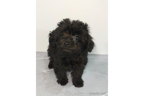 成約済の宮崎県のマルプー:マルチーズ×トイプードル-368514の1枚目