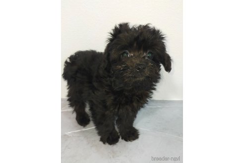 成約済の宮崎県のマルプー:マルチーズ×トイプードル-368514の3枚目