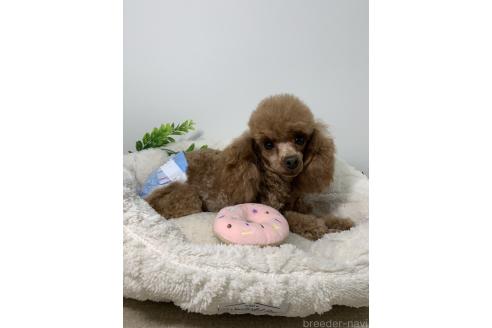 リンダちゃん1枚目