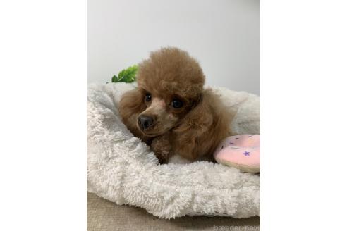 リンダちゃん1枚目