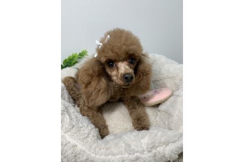 リンダちゃん1枚目