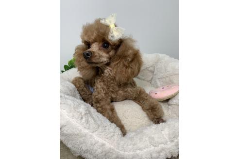 リンダちゃん1枚目