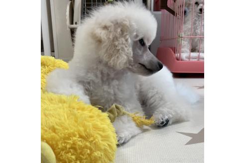 成約済の長野県のトイプードル-366829の18枚目