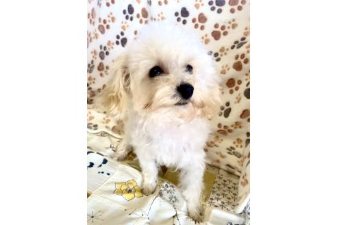 成約済の東京都のミックス犬-329634の32枚目