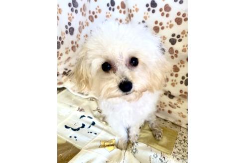 成約済の東京都のミックス犬-329634の30枚目