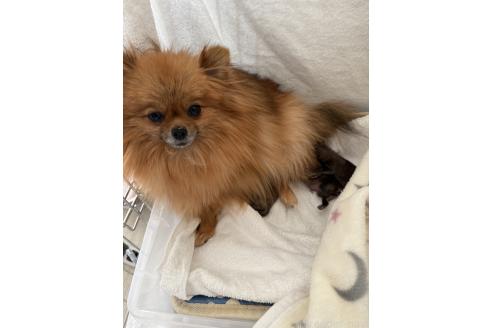 プリマちゃん1枚目