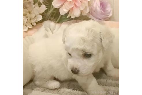 成約済の愛知県のビションフリーゼ-370295の8枚目
