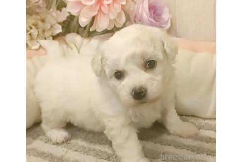 成約済の愛知県のビションフリーゼ-370295の7枚目
