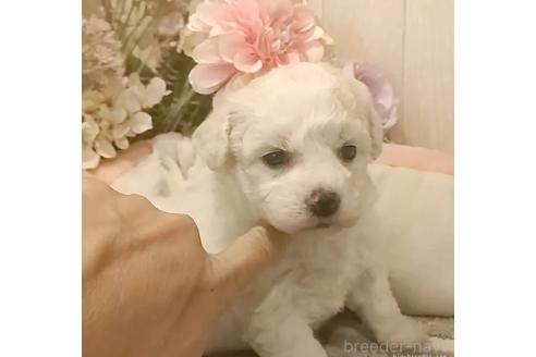 成約済の愛知県のビションフリーゼ-370295の6枚目
