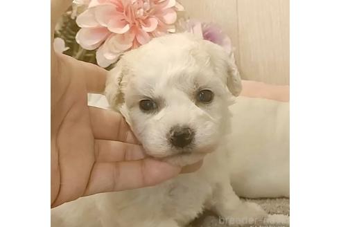成約済の愛知県のビションフリーゼ-370295の5枚目