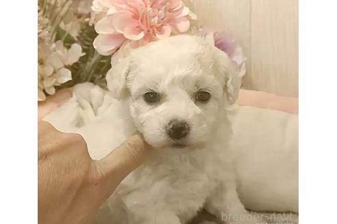 成約済の愛知県のビションフリーゼ-370295の4枚目