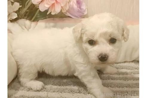 成約済の愛知県のビションフリーゼ-370295の2枚目