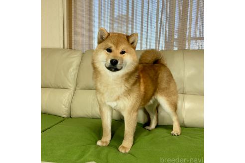 成約済の茨城県の柴犬-346850の1枚目