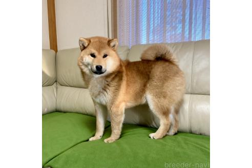 成約済の茨城県の柴犬-346850の6枚目