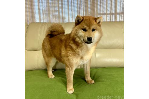 成約済の茨城県の柴犬-346850の5枚目