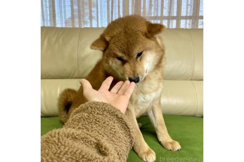 成約済の茨城県の柴犬-346850の4枚目