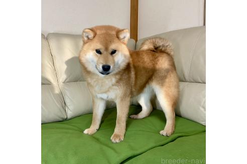 成約済の茨城県の柴犬-346850の3枚目