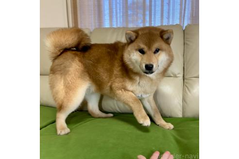 成約済の茨城県の柴犬-346850の2枚目
