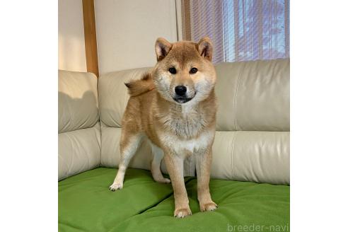 成約済のの柴犬-346846