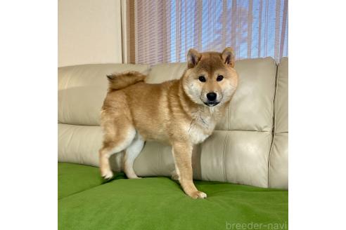 成約済の茨城県の柴犬-346846の5枚目