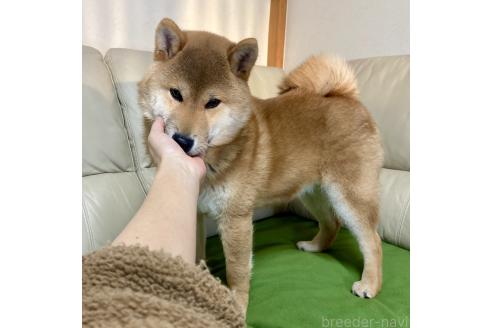 成約済の茨城県の柴犬-346846の4枚目